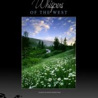 DAISIES ON SNOWY RANGE PASS 